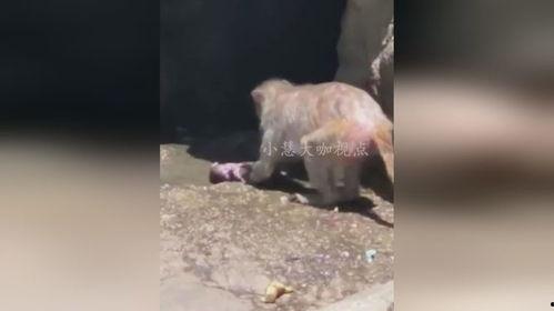 猴子视频爆料大全,热门事件幕后真相全解析 第1张 猴子视频爆料大全,热门事件幕后真相全解析 第1张