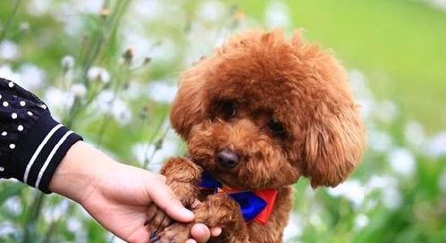 爆料泰迪是谁说的话啊视频,揭秘“爆料泰迪是谁”视频背后的真相与争议 第3张 爆料泰迪是谁说的话啊视频,揭秘“爆料泰迪是谁”视频背后的真相与争议 第3张